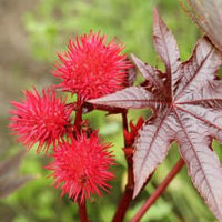 Castor Oil Turkey Red (Ricinus communis) | Ki Aroma