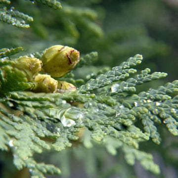 Cedar Leaf Essential Oil (Thuja Occidentalis) | Ki Aroma