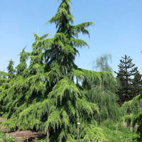 Cedarwood Essential Oil (Cedarus deodora) | Ki Aroma