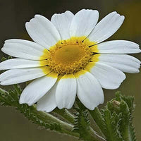 Chamomile Essential Oil, Moroccan (Ormensis multicaulis) | Ki Aroma