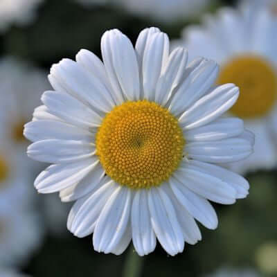 Chamomile Essential Oil, Roman (Anthemis nobilis) | Ki Aroma