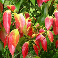 Autumn Synergy - Grounding Essential Oil Blend | Ki Aroma