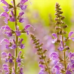 Clary Sage Essential Oil (Salvia sclarea) | Ki Aroma