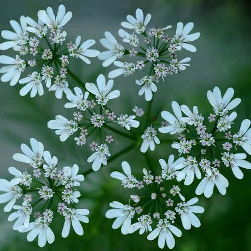 Coriander Seed Essential Oil (Coriandrum sativum) | Ki Aroma