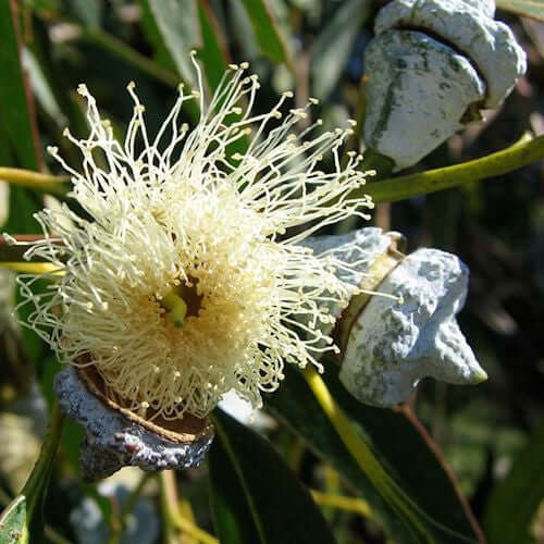 Eucalyptus Essential Oil (Eucalyptus globulus) | Ki Aroma