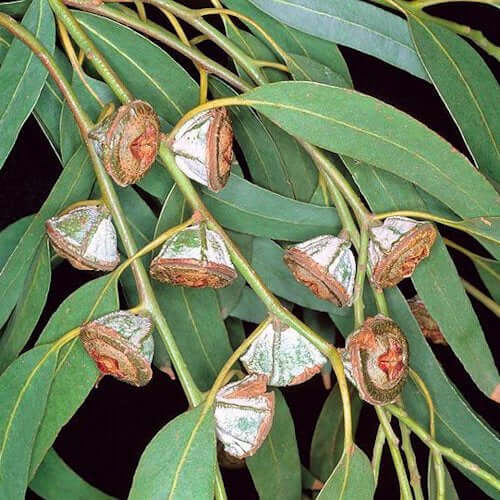 Eucalyptus Essential Oil (Eucalyptus globulus) | Ki Aroma