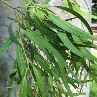 Eucalyptus Lemon Essential Oil (Citriodora) | Ki Aroma