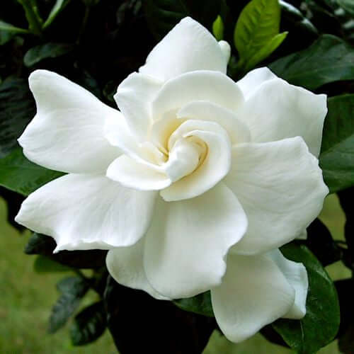 Gardenia Absolute Oil (Gardenia jasminoides) | Ki Aroma