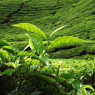 Green Tea Infused Oil (Camellia sinensis) | Ki Aroma