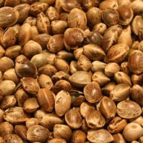 Hemp Seed Carrier Oil  (Cannabis sativa) | Ki Aroma