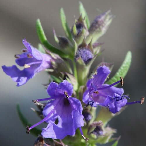 Hyssop Essential Oil (Hyssopus officinalis) | Ki Aroma