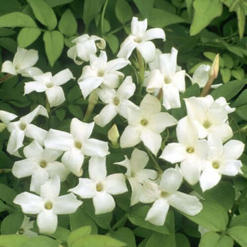 Jasmine Absolute Oil (Jasminum grandiflorum) | Ki Aroma