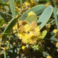 Jojoba Oil, Golden (Simmondsia chinensis) | Ki Aroma