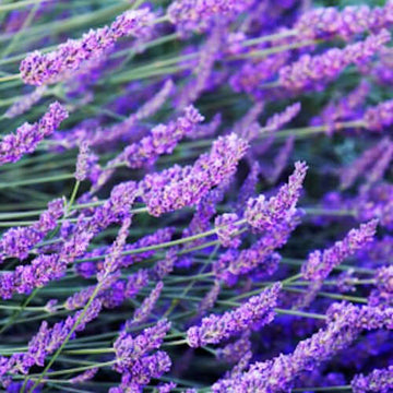Lavender Garden - Relaxing Aromatherapy Massage Oil | Ki Aroma