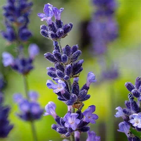 Lavender Essential Oil, Croatian (Lavandula officinalis) | Ki Aroma