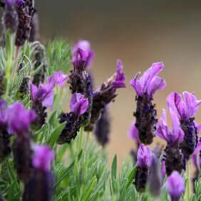 Lavender Essential Oil, French (Lavandula dentata) | Ki Aroma