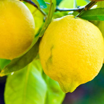 Lemon Essential Oil, Italian (Citrus limonum) | Ki Aroma