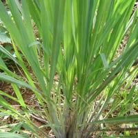Lemongrass Floral Water (Cymbopogon flexuosus) | Ki Aroma