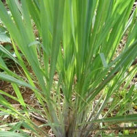Lemongrass Essential Oil (Cymbopogon flexuosus) | Ki Aroma