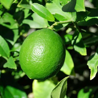 Lime Essential Oil (Citrus aurantifolia) | Ki Aroma