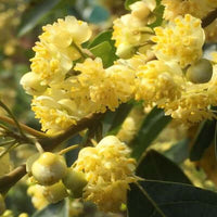 May Chang Essential Oil - Litsea Cubeba Oil | Ki Aroma