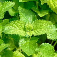Melissa Essential Oil, Lemon Balm (Melissa officinalis) | Ki Aroma