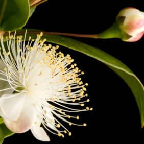 Myrtle Essential Oil (Myrtus communis L.) | Ki Aroma