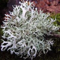 Oakmoss Absolute, Lichen (Ervenia prunastri) | Ki Aroma