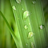 Palmarosa Essential Oil (Cymbopogon martinii) | Ki Aroma