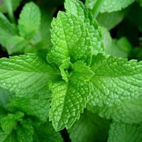Peppermint Essential Oil, Supreme (piperita) | Ki Aroma