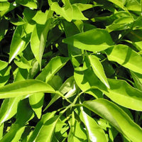 Petitgrain Essential Oil (Bigarade) | Ki Aroma