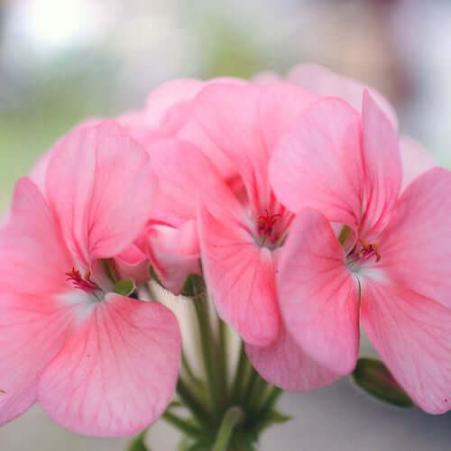 Rose Geranium Floral Water (Pelargoneum roseum) | Ki Aroma