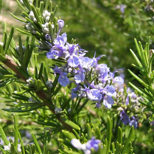 Rosemary Essential Oil (Rosmarinus officinalis) | Ki Aroma