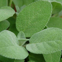 Sage Essential Oil, Dalmatian (Salvia officinalis) | Ki Aroma