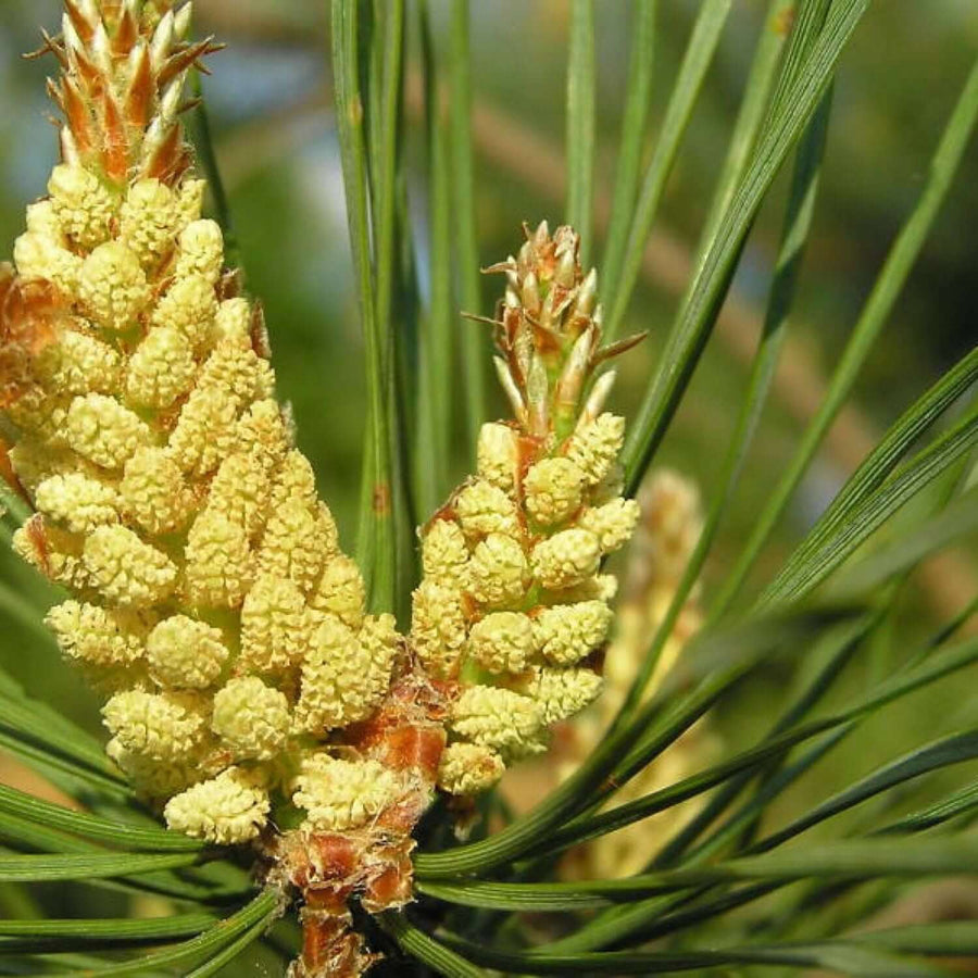 Pine Essential Oil, Scotch (Pinus sylvestris) | Ki Aroma