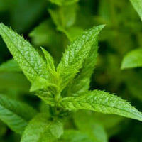 Spearmint Essential Oil (Mentha spicata) | Ki Aroma