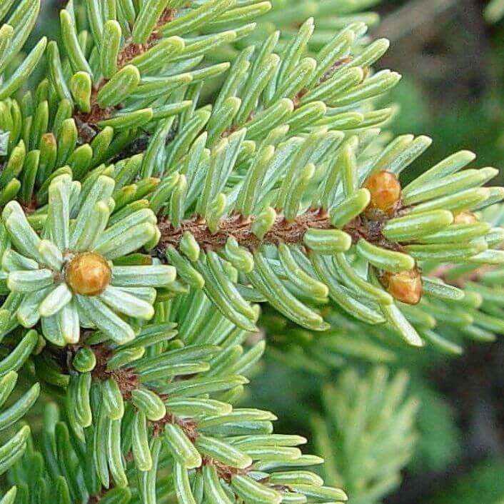 Spruce Black Essential Oil (Picea mariana) | Ki Aroma