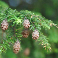Spruce Essential Oil, Hemlock (Tsuga canadensis) | Ki Aroma