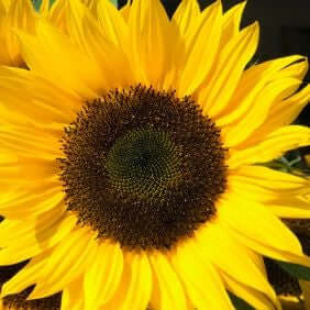 Sunflower Carrier Oil (Helianthus annus) | Ki Aroma