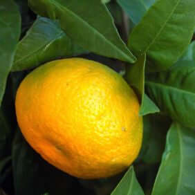 Tangerine Essential Oil (Citrus reticulata) | Ki Aroma