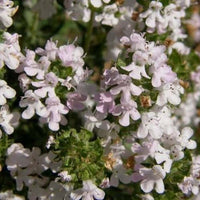 Thyme Linalool Essential Oil (Thymus vulgaris ct linalool) | Ki Aroma