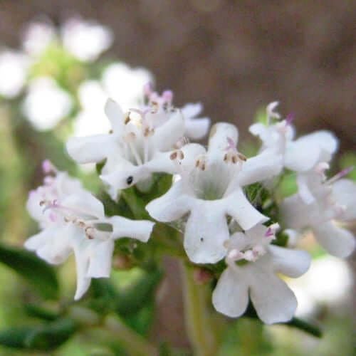 Thyme Essential Oil, Spanish (Thymus vulgaris) | Ki Aroma