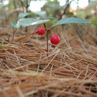 Wintergreen Essential Oil (Gaultheria procumbens) | Ki Aroma