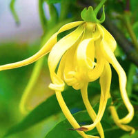 Ylang Ylang Floral Water (Cananga odorata) | Ki Aroma